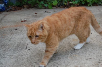 Elvis the blind cat in October 2008