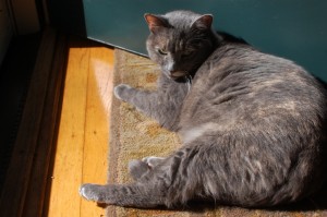 Adah - Gray cat on wooden floor in sunbeam