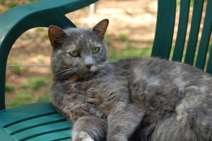 Adah Gray cat on green garden chair