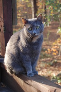 Adah gray cat in late afternoon winter sun