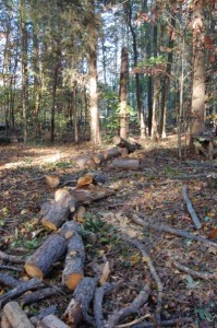 Cut pine tree after chain saw purchase.