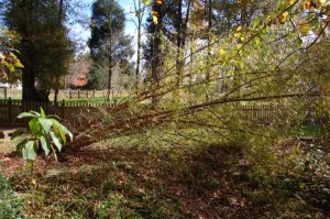 Austree Toppled by Huricane Ida Rain