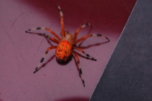 Picture of orange spider with black and white legs