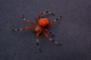 Picture of orange spider with black and white legs