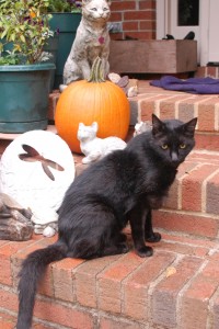 Harry, a black cat, with pumpkin in background