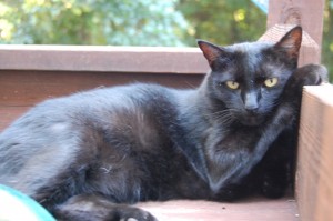 Harry the cat on shelf on deck